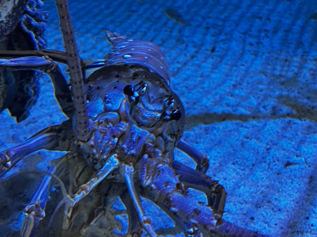 Acuario Michin Guadalajara-瓜达拉哈拉必去景点