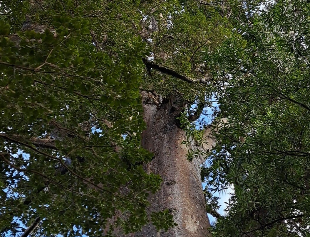 Cookson Kauri Walk-Thames必去景点