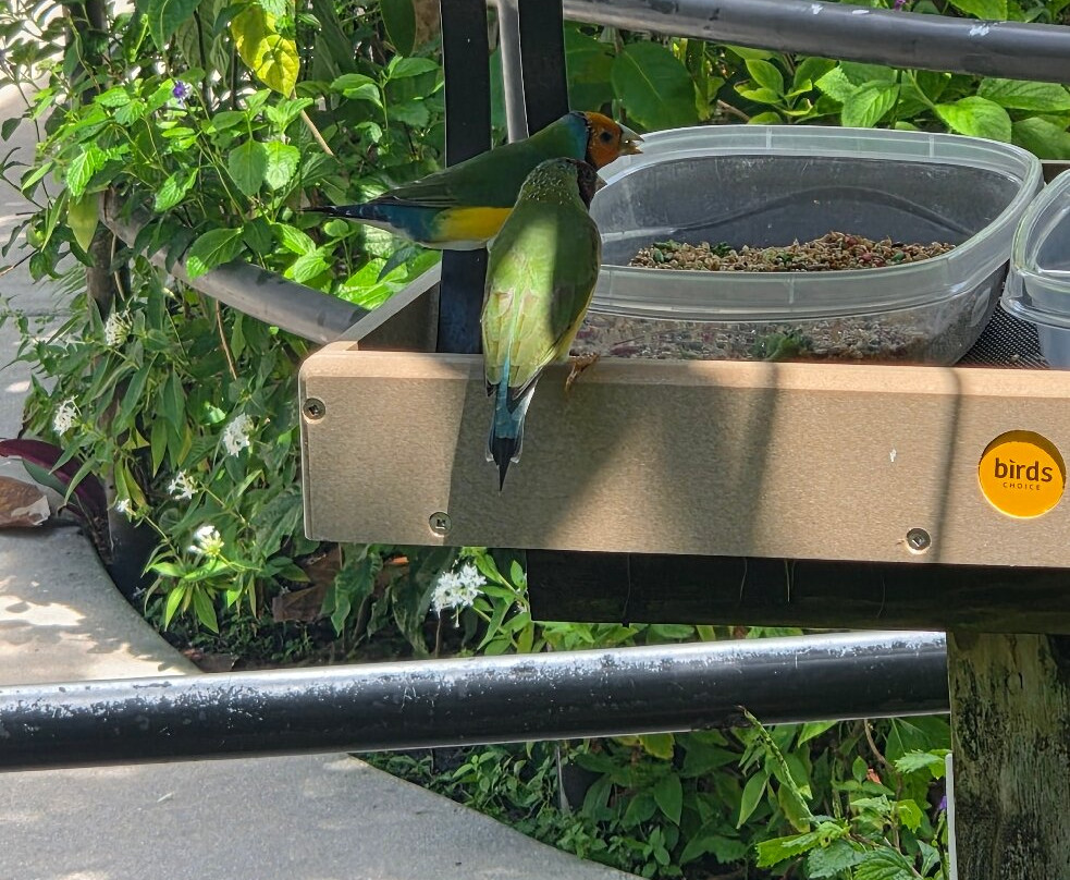 Butterfly World-Coconut Creek必去景点