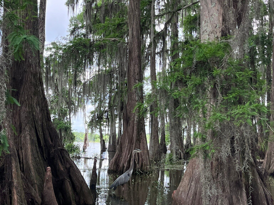 Cajun Country Swamp Tours-布里奥克斯桥必去景点