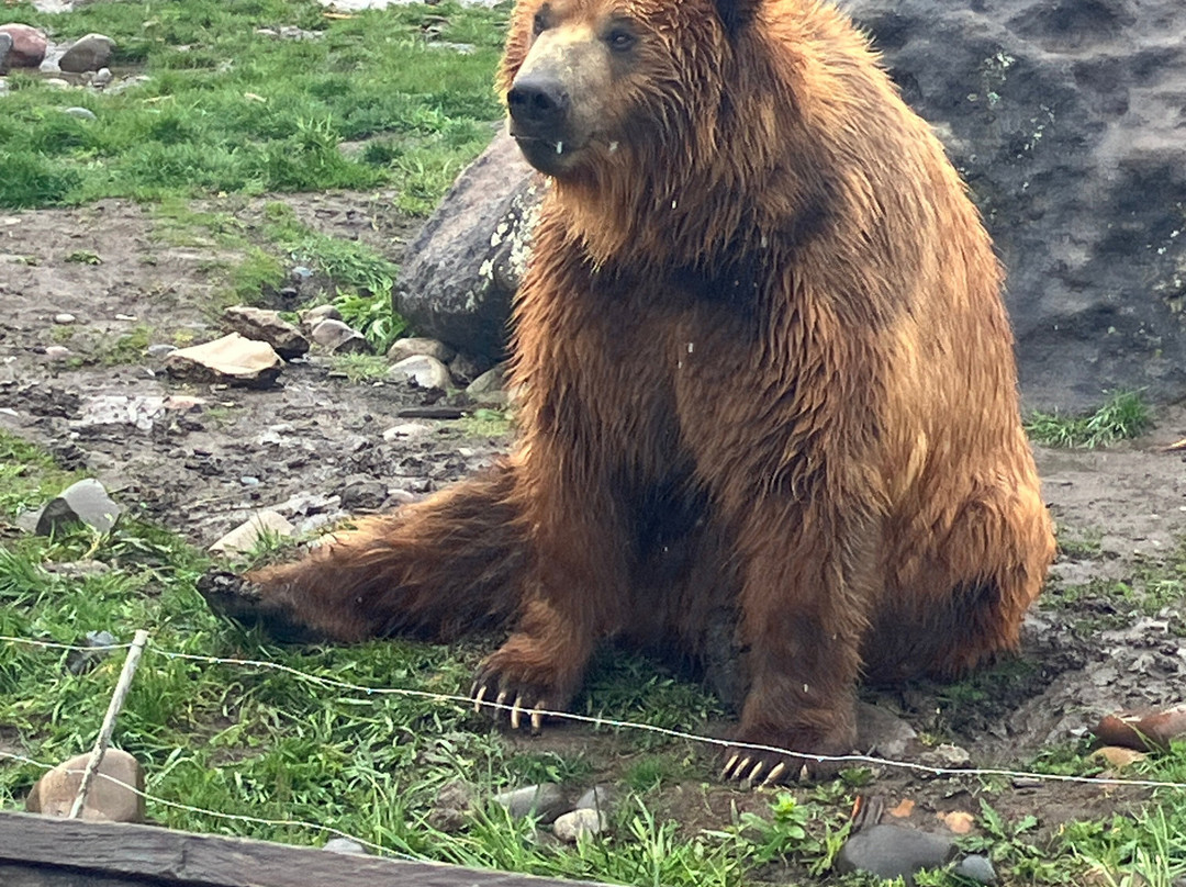 Montana Grizzly Encounter-博兹曼必去景点