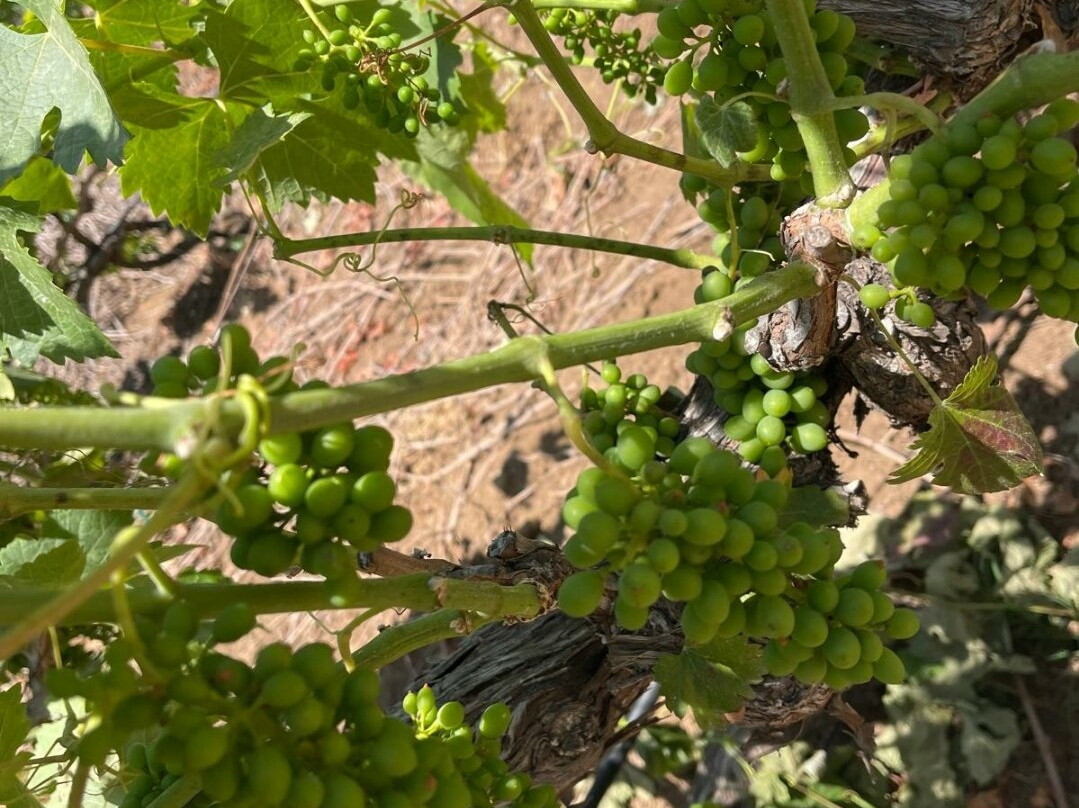 Castillo Ferrer Vinicola-Ejido El Porvenir必去景点