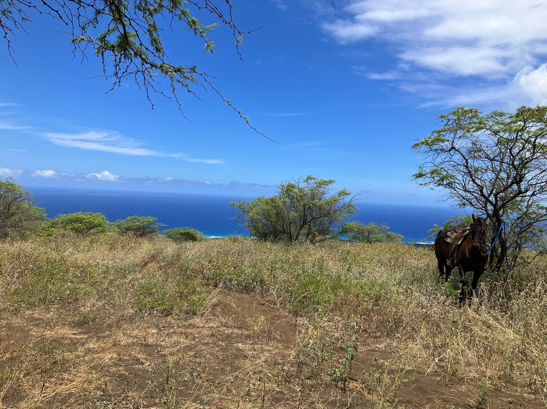 Triple L Ranch Horseback Tours-库拉必去景点