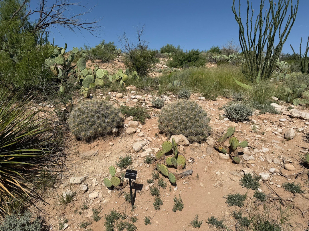 Living Desert Zoo and Gardens State Park-卡尔斯巴德必去景点