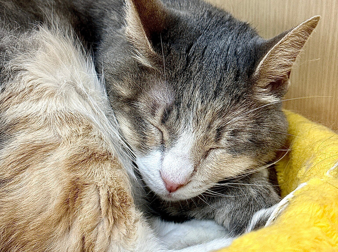 猫之茶房-香港必去景点