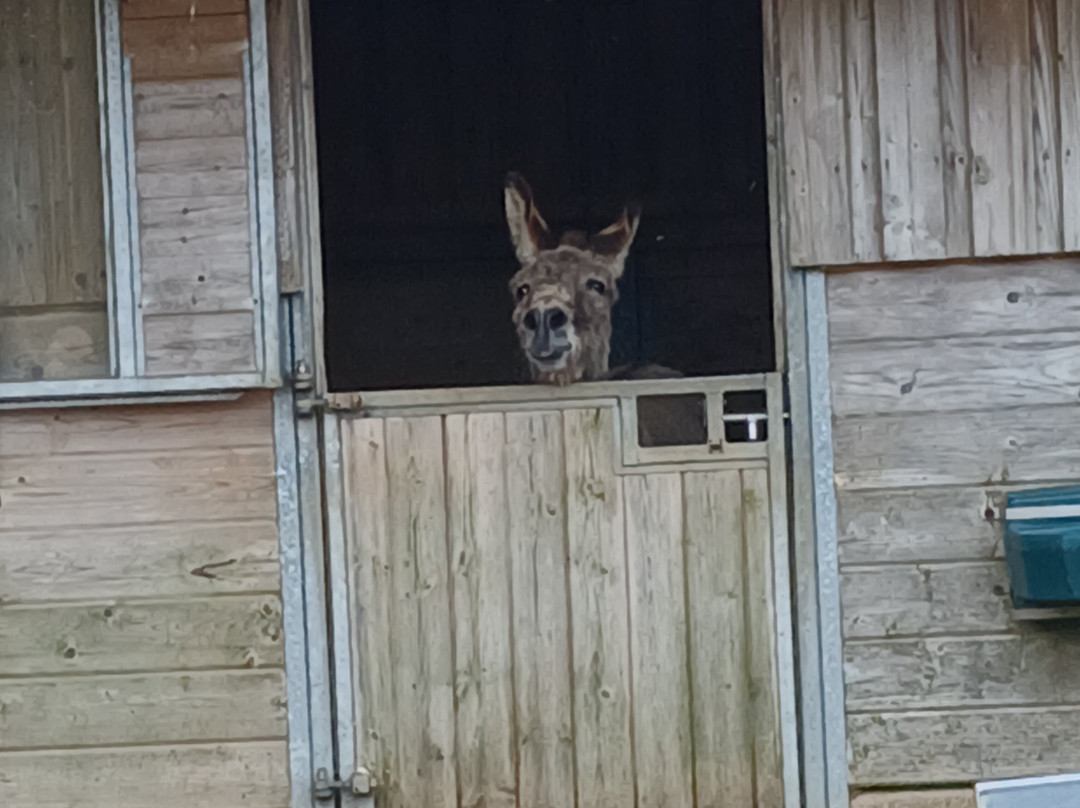 The Donkey Sanctuary-西德茅斯必去景点