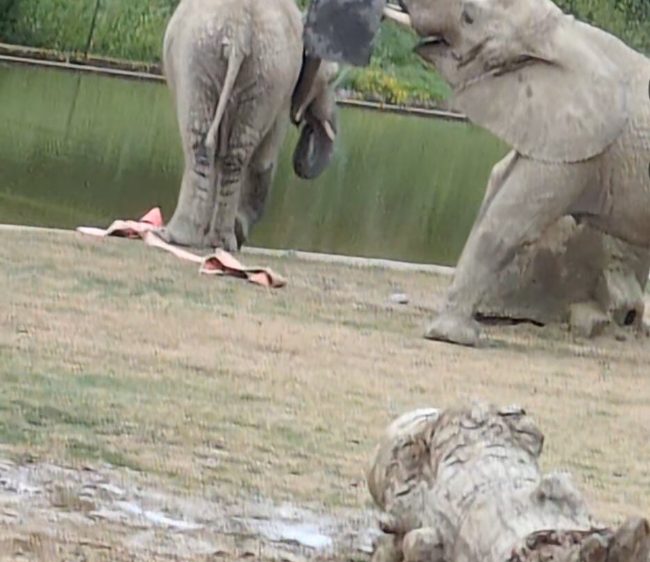 Zoo African Safari-Plaisance-du-Touch必去景点