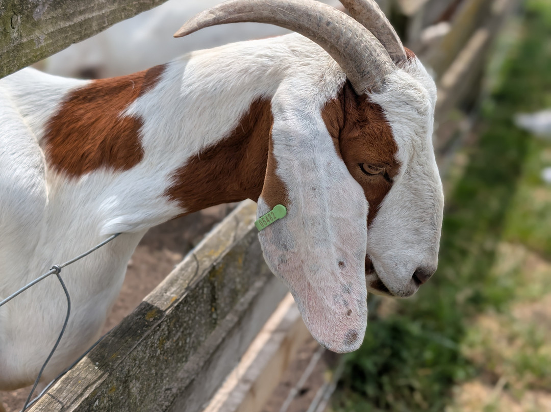 National Forest Adventure Farm-Tatenhill必去景点