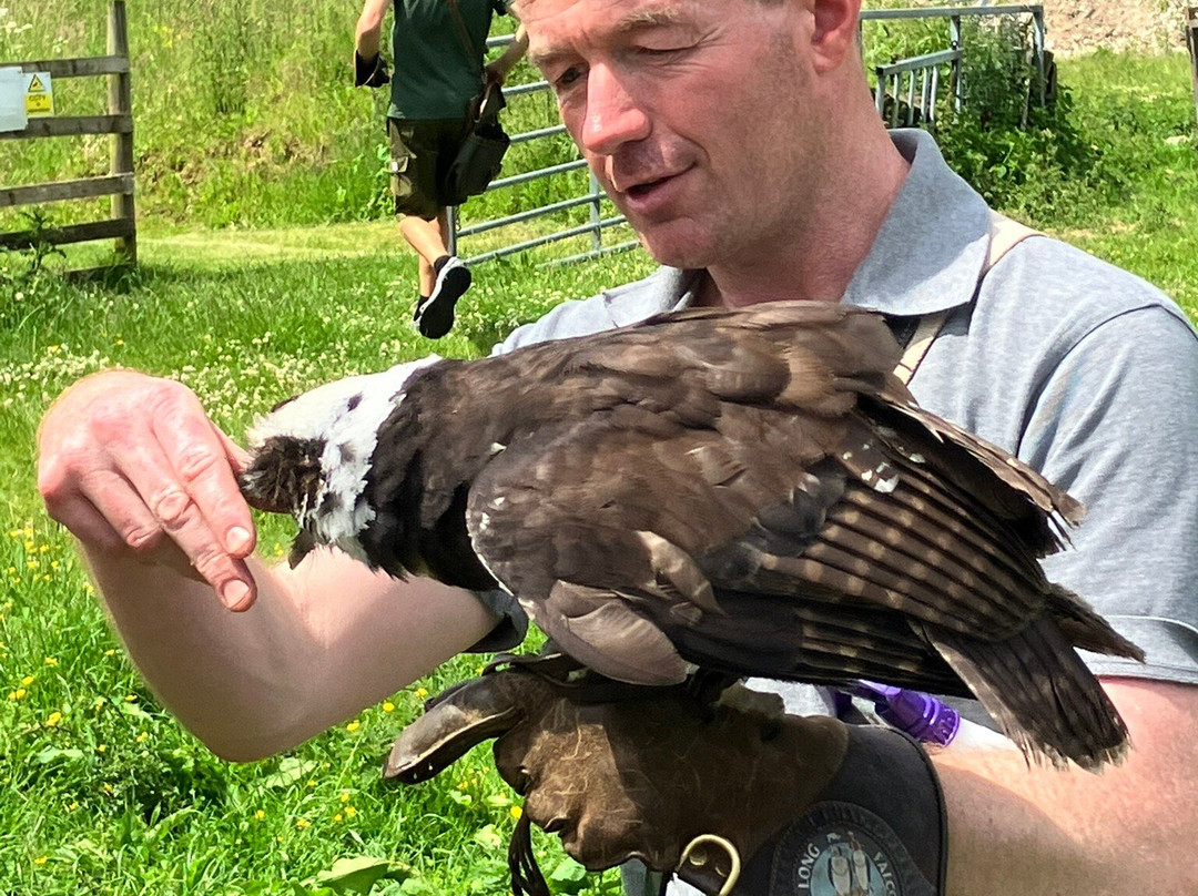 Settle Falconry-Feizor必去景点
