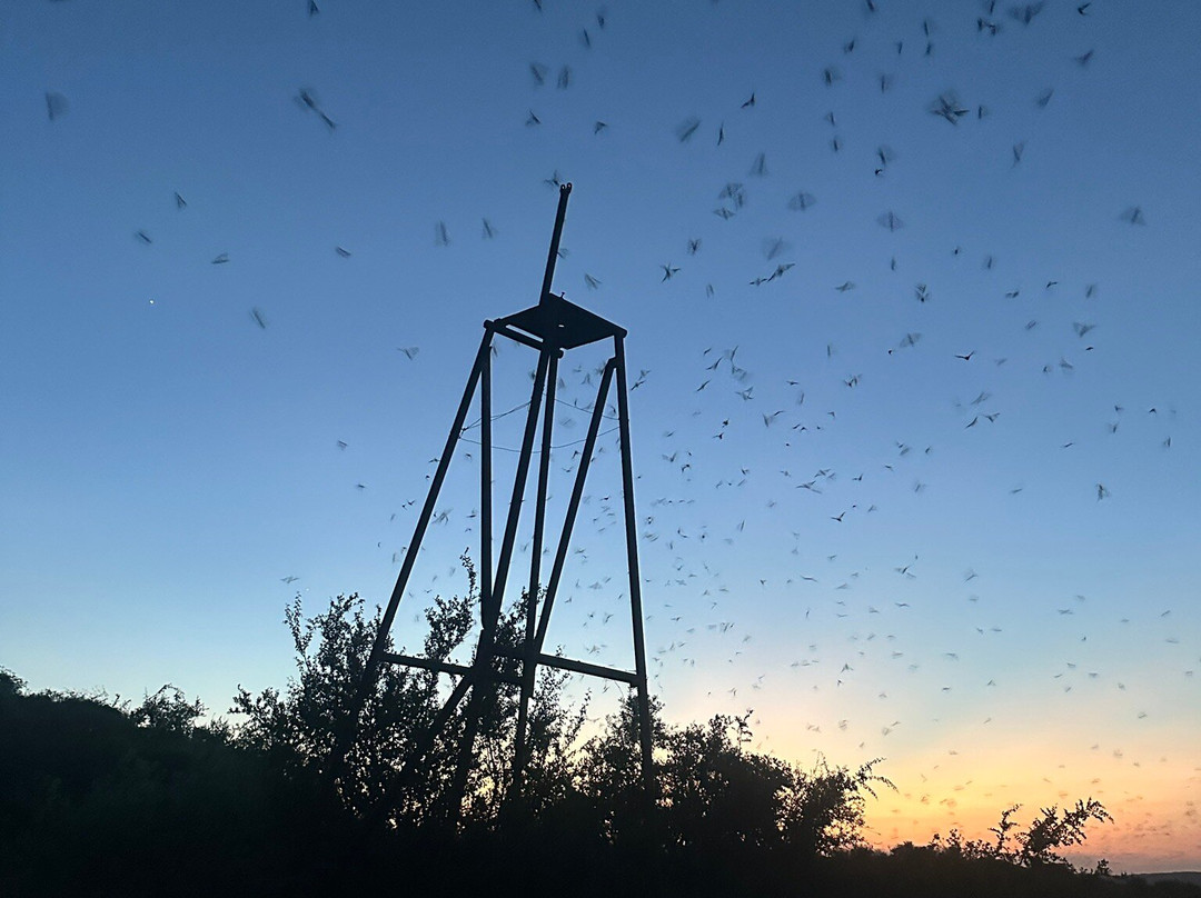 Frio Bat Flight Tours-Concan必去景点