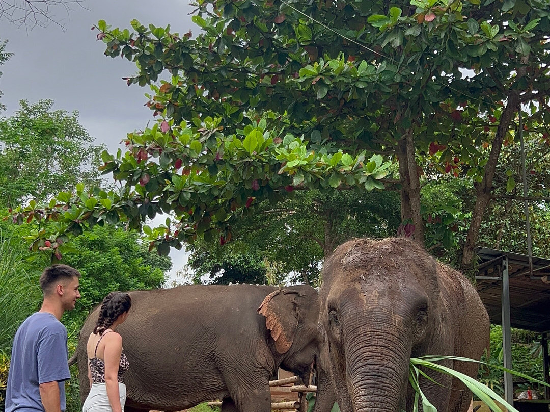 Elephant Sanctuary Care Park-清迈必去景点