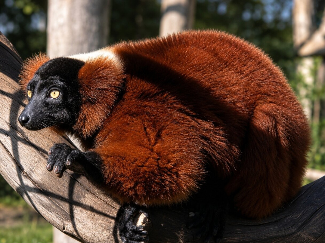 Mystic Monkeys & Feathers Wildlife Park-Rust de Winter必去景点