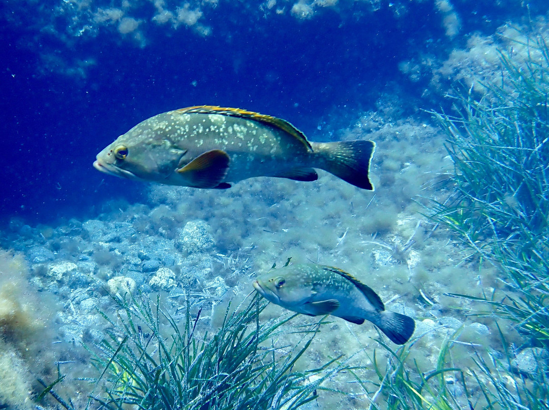 Orca Diving Ustica-Ustica必去景点