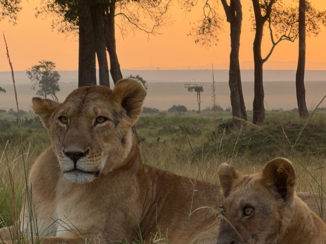 Brighte Maasai Adventures-Mara North Conservancy必去景点