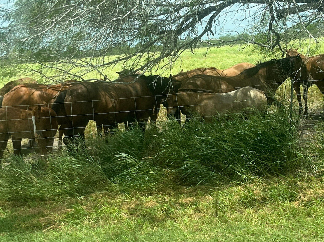 King Ranch Visitor Center-Kingsville必去景点