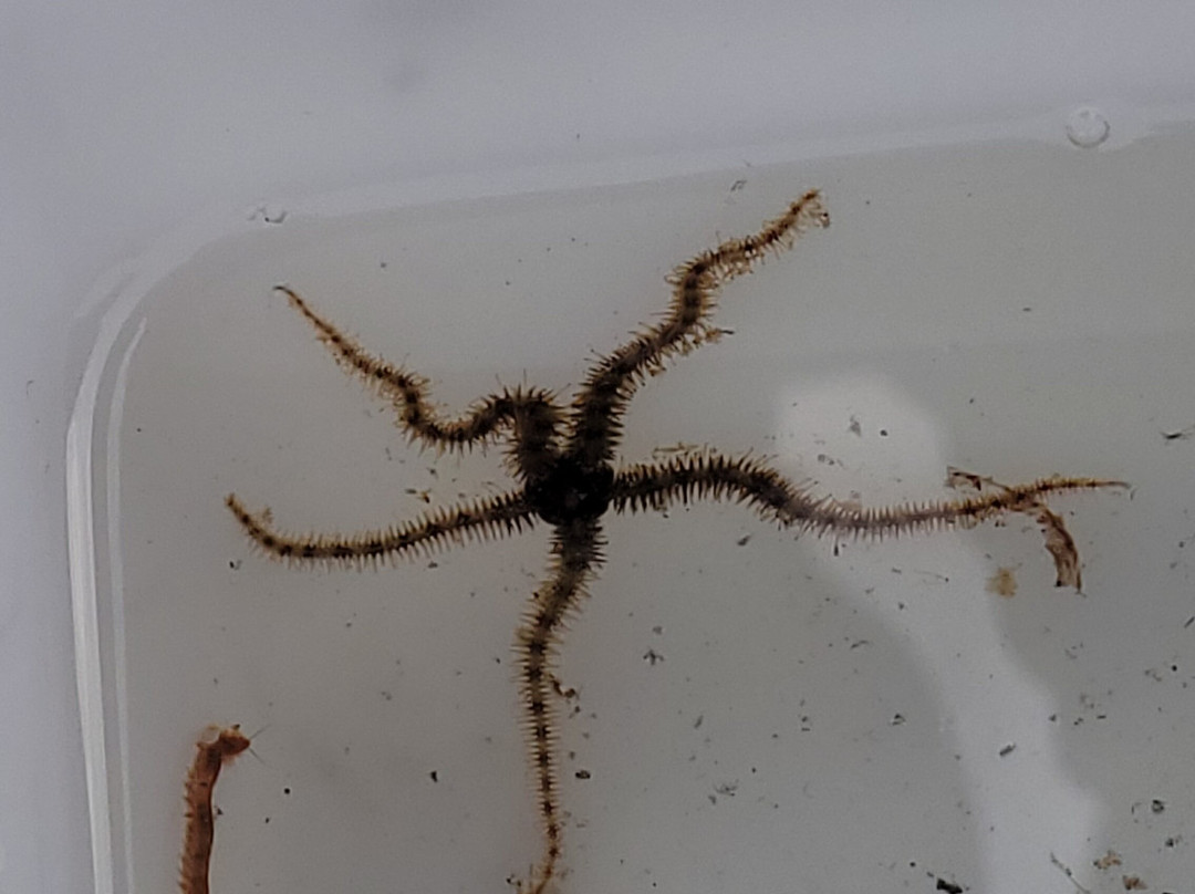 Shetland Rockpool Safaris-Sandwick必去景点