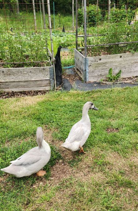 Skunk Ridge Farm Bed and Breakfast-旅行者