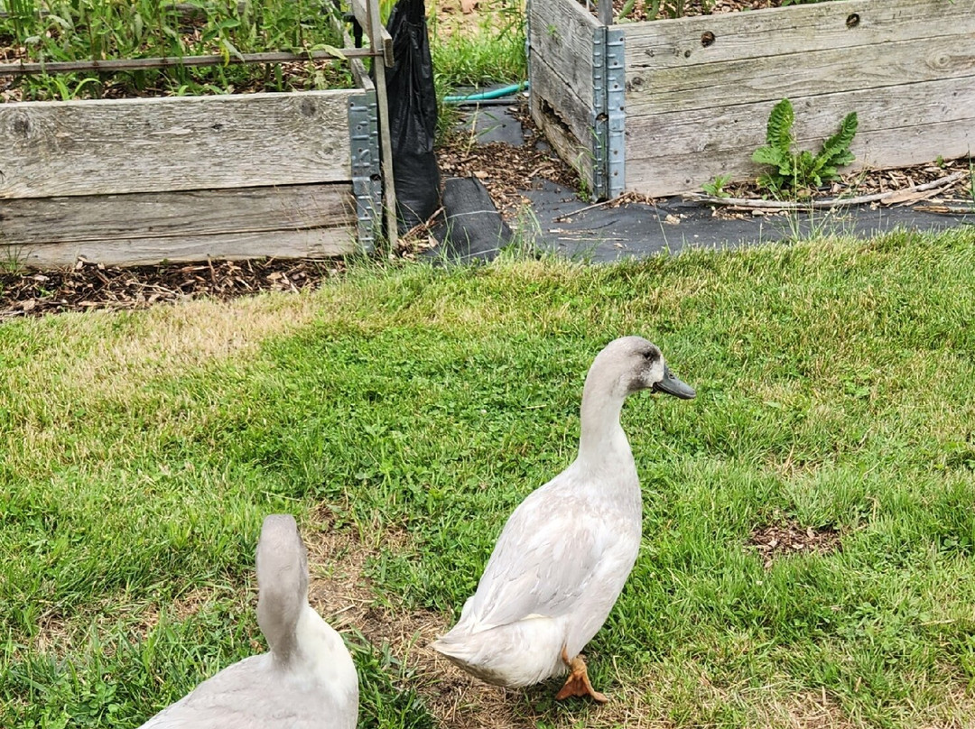 Skunk Ridge Farm Bed and Breakfast主图