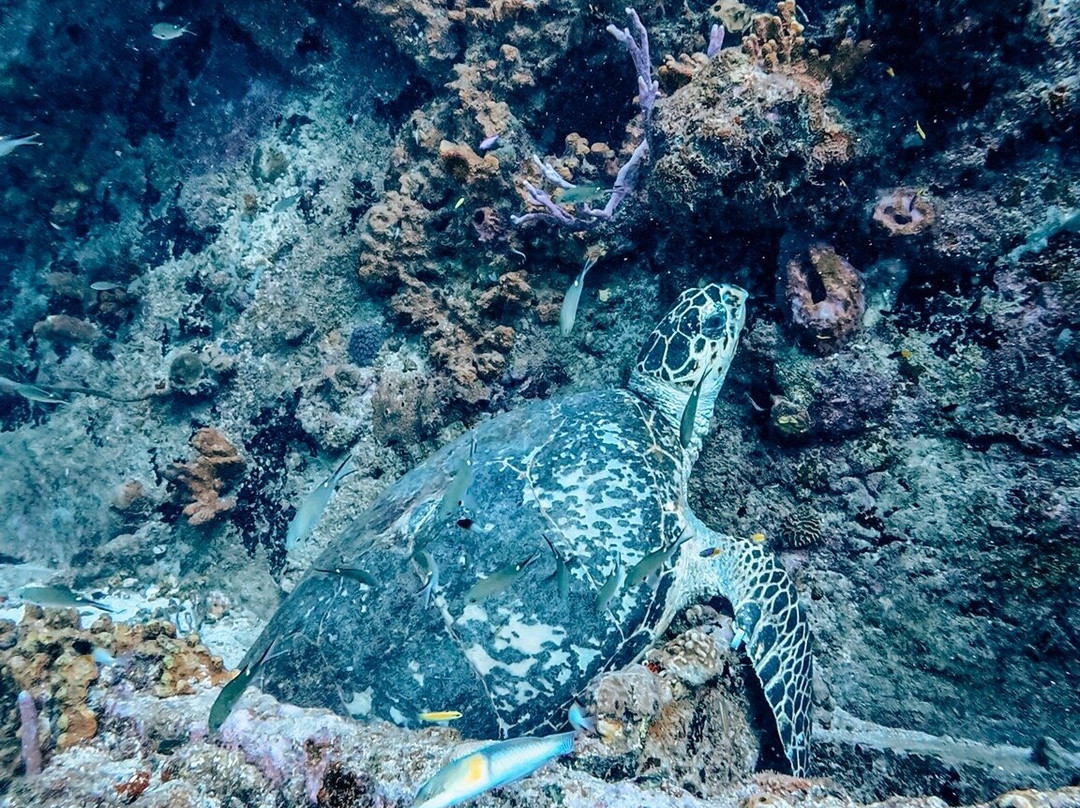 Seahorse Divers Barbados-奥伊斯廷斯必去景点
