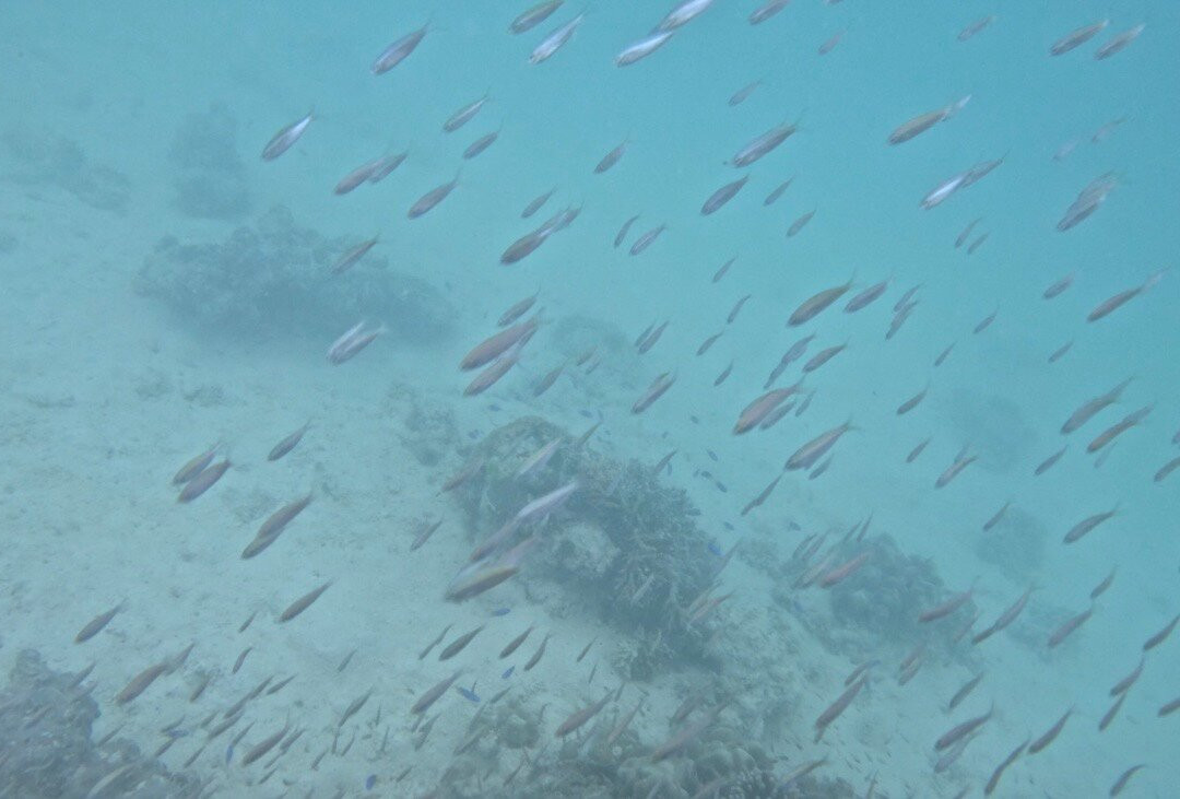 Whitetip Divers-普拉兰岛必去景点