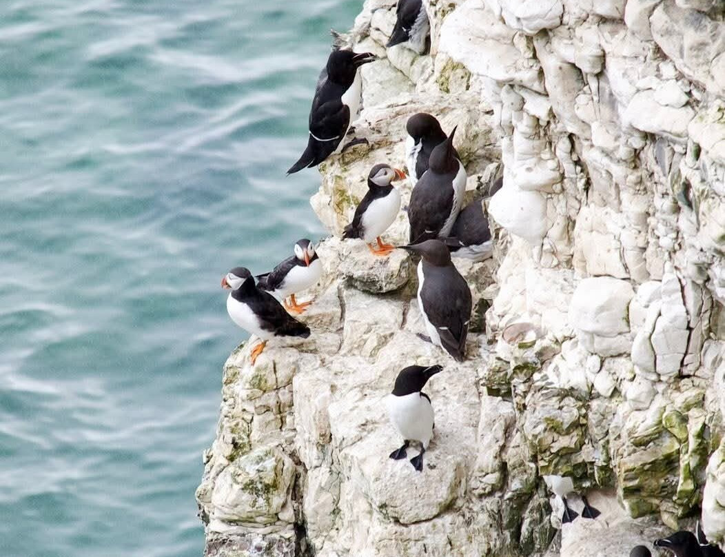 FLamborough Outer Headland-Flamborough必去景点