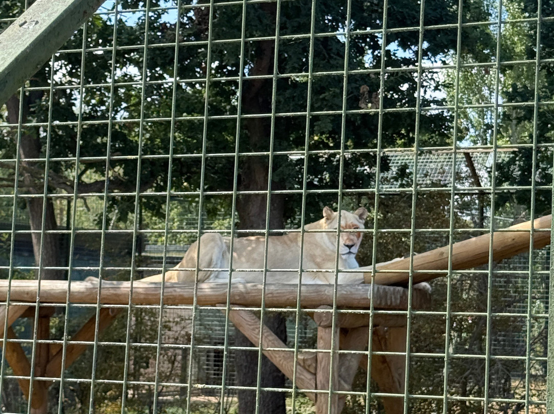 The Big Cat Sanctuary-Smarden必去景点
