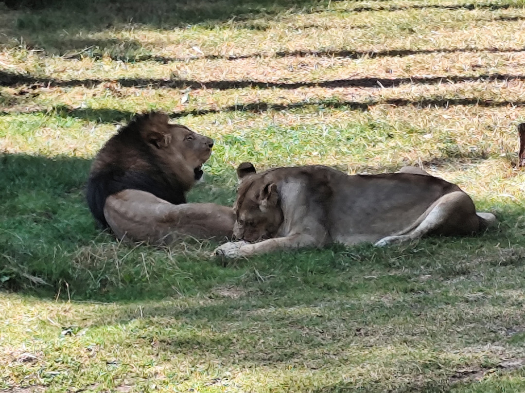 Serengeti-park Hodenhagen-Hodenhagen必去景点