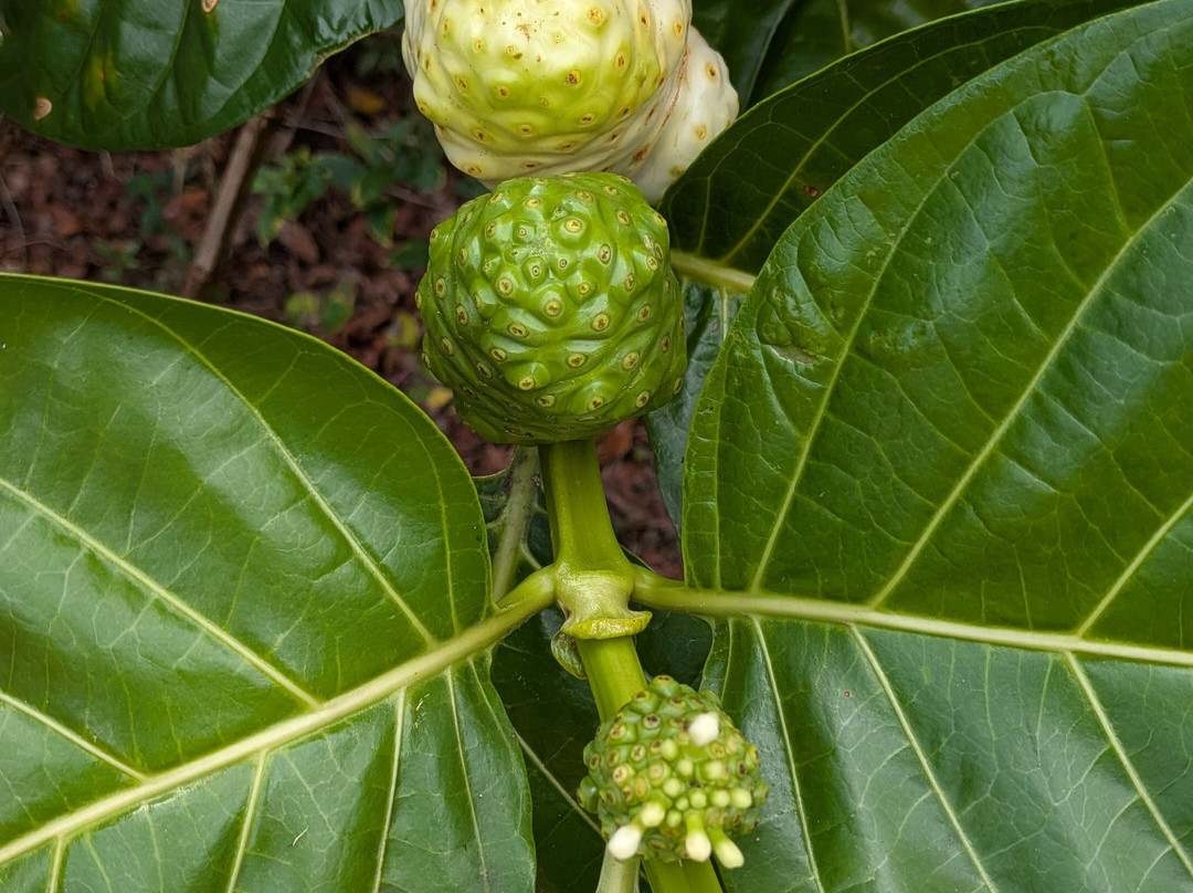 Hawaiian Organic Noni-基拉韦厄必去景点