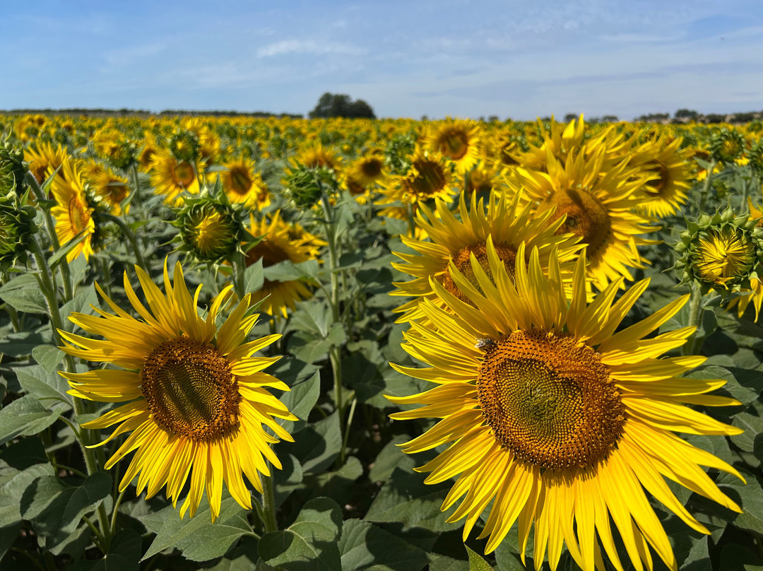 Dorset Sunflower Trail
