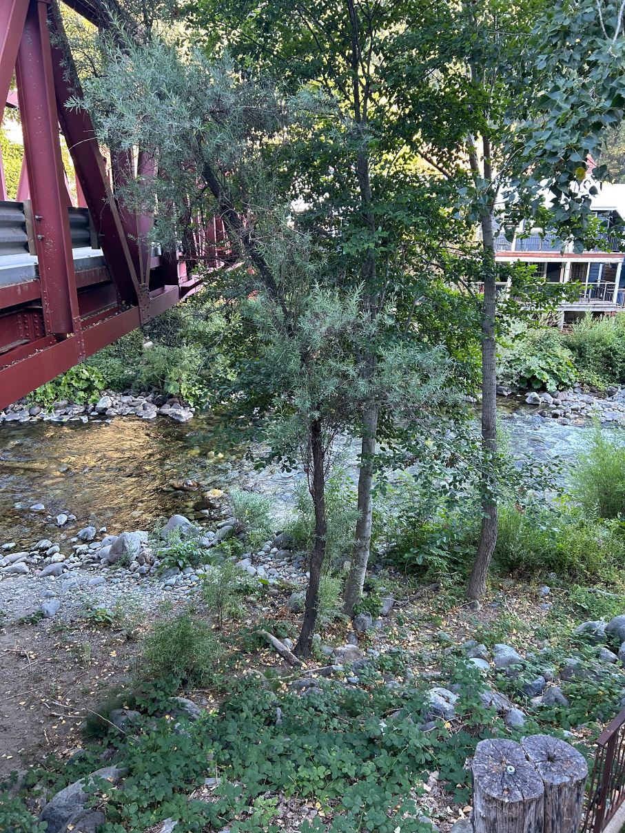 Carriage House Inn-旅行者