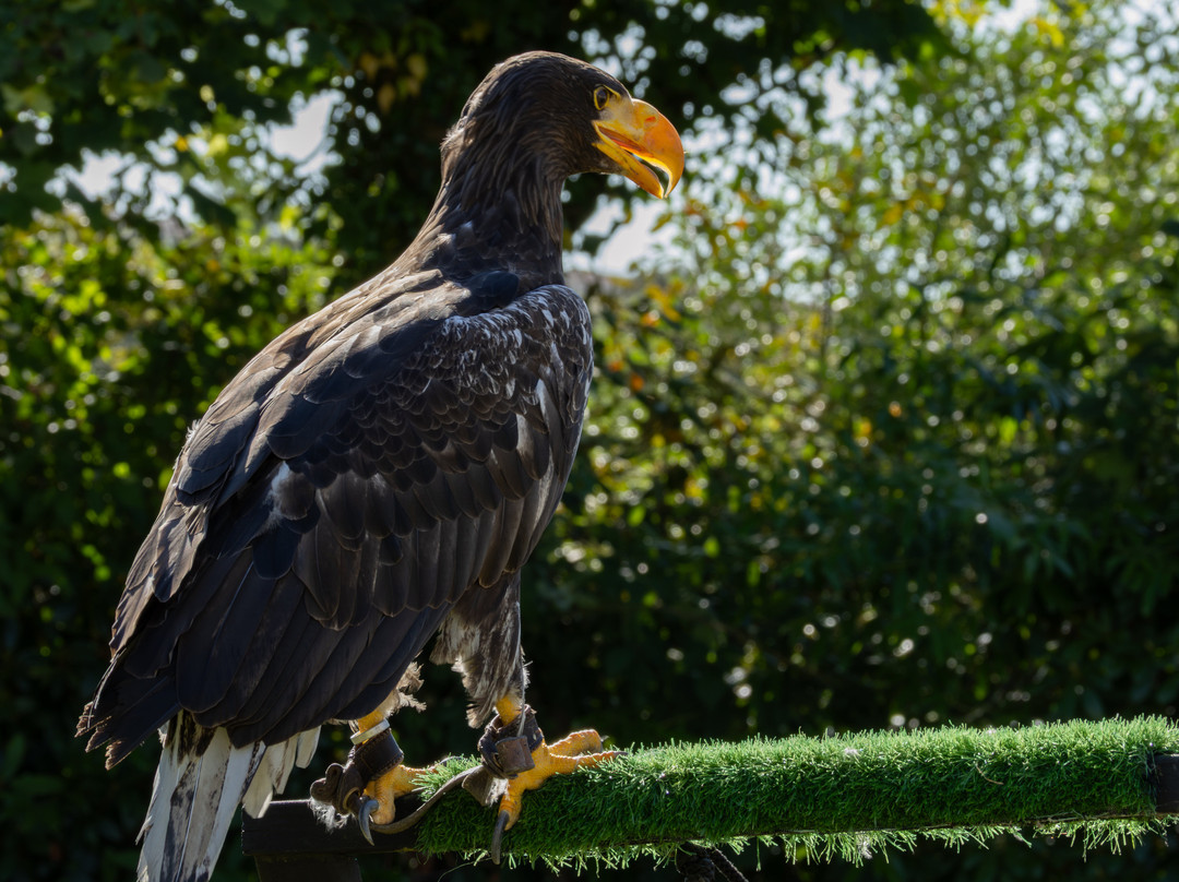 Falconry Experience Wales-Newtown必去景点