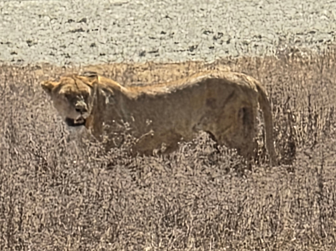 Northern Masailand Safaris-阿鲁沙必去景点