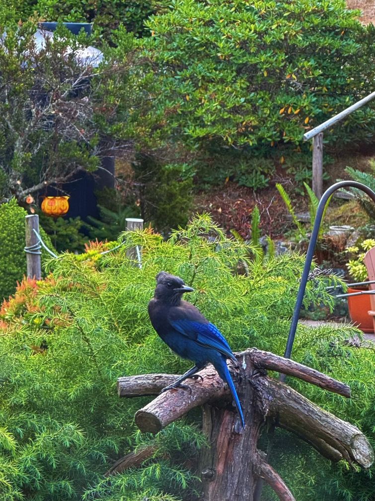 Straitview Ridge B&B-旅行者