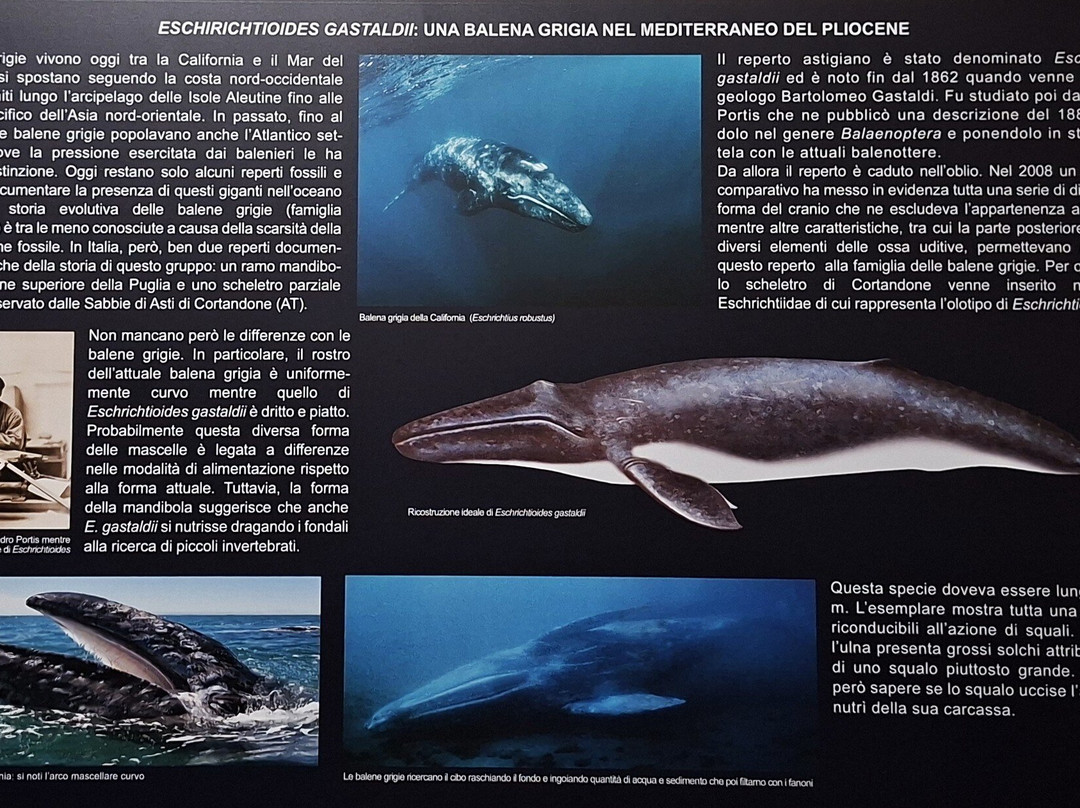 Museo Paleontologico Territoriale dell'Astigiano-阿斯蒂必去景点