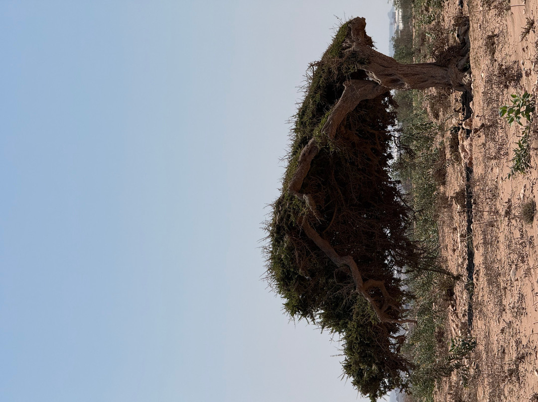 Parc Nacional de Souss-Massa-Takate必去景点