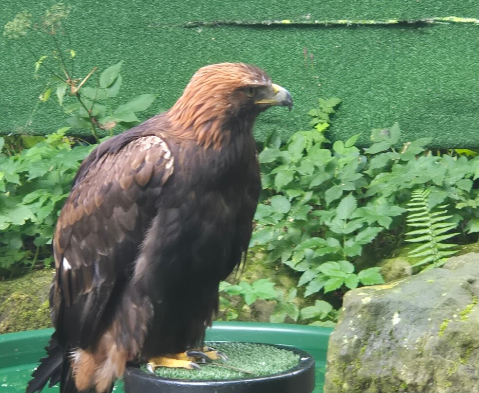 World of Wings Birds of Prey Centre-坎伯诺尔德必去景点