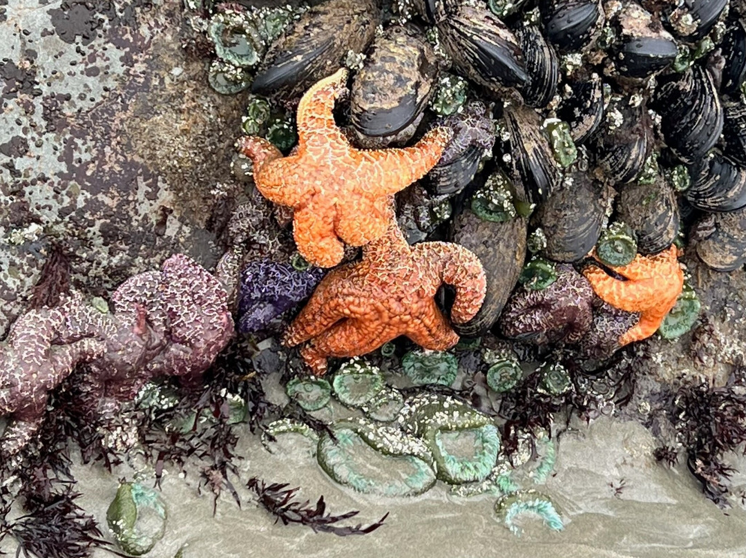 Chesterman Beach-托菲诺必去景点