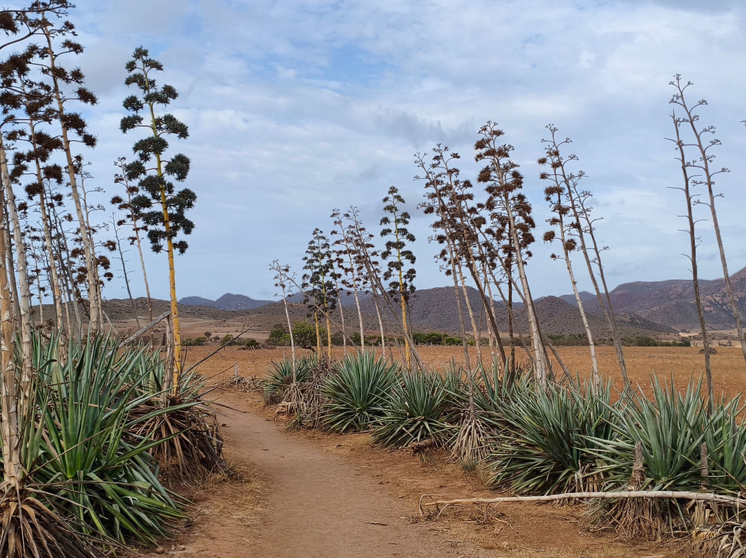 Playa de los Genoveses-加塔角必去景点