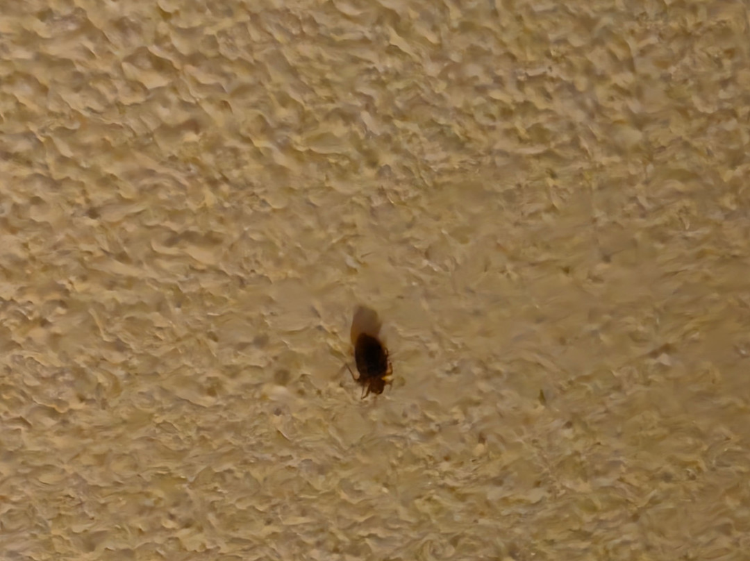 Albergo Pietralba主图