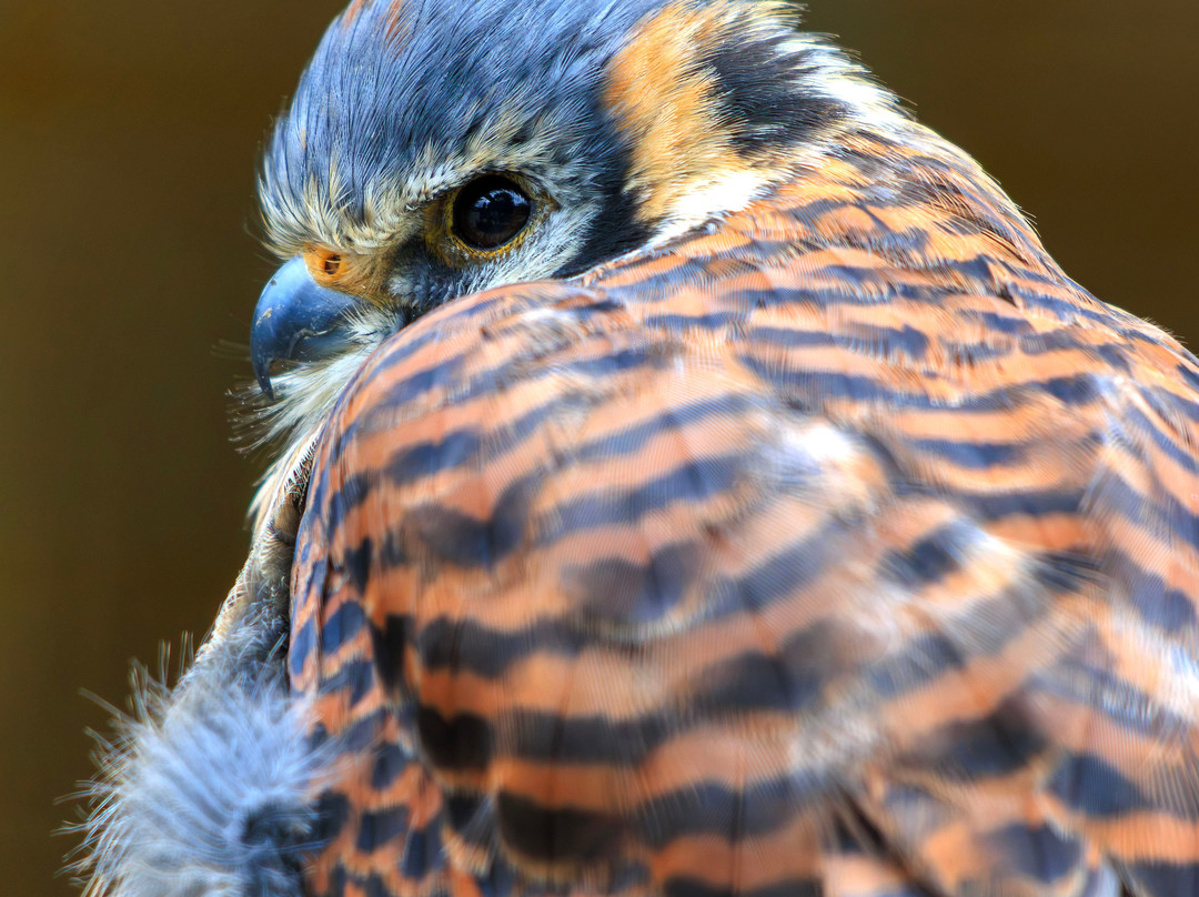 Hawk Conservancy Trust Bird of Prey Centre-Andover必去景点