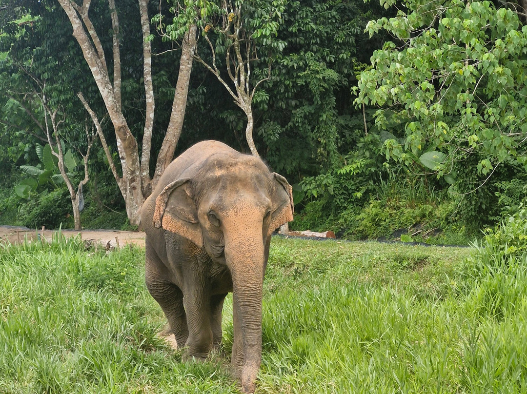 Phuket Elephant Nature Reserve-他朗必去景点