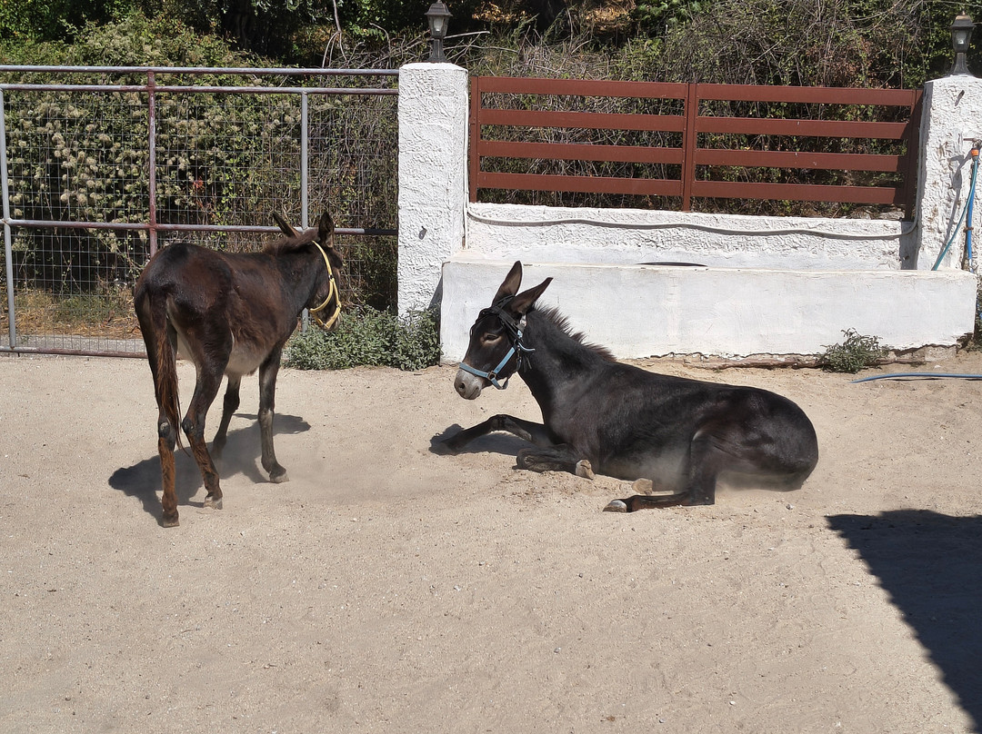 Thassos Donkeys-Skála Potamiás必去景点