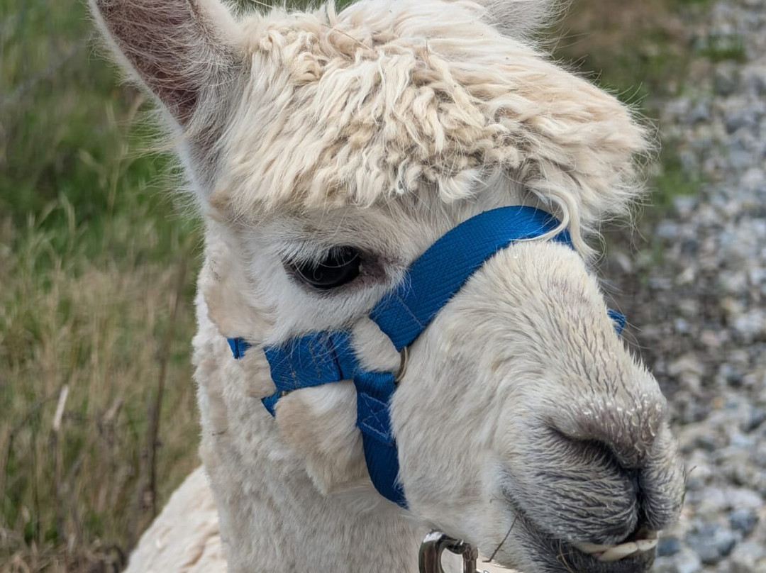 Popham Farm Alpaca Trekking-索尔塔什必去景点