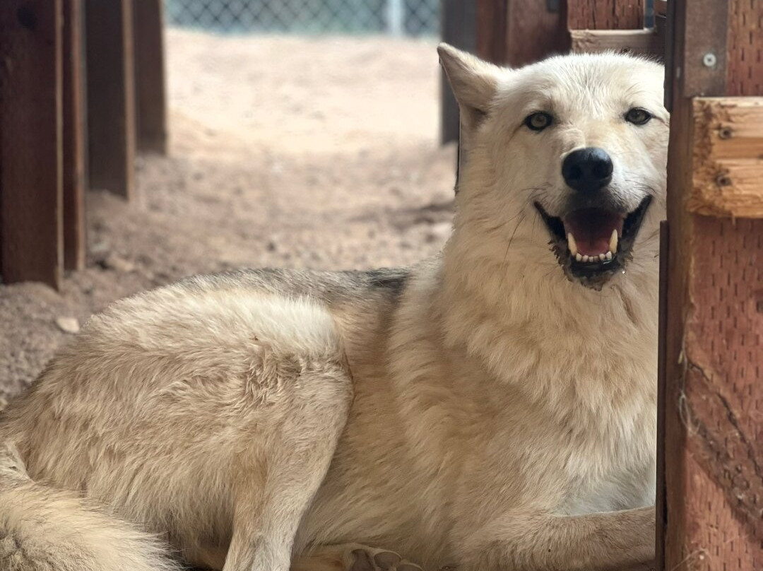 Sedona Wolf Sanctuary-Rimrock必去景点