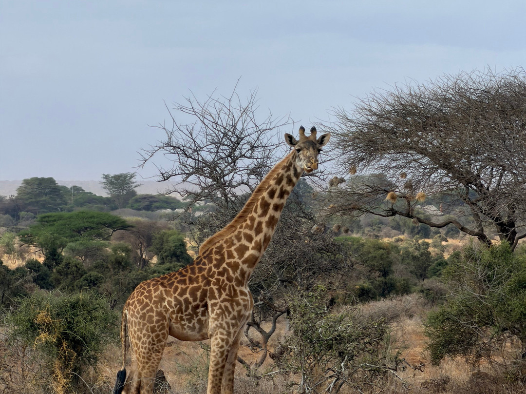 Maasai Safari & Cultural Tours-Kimana必去景点