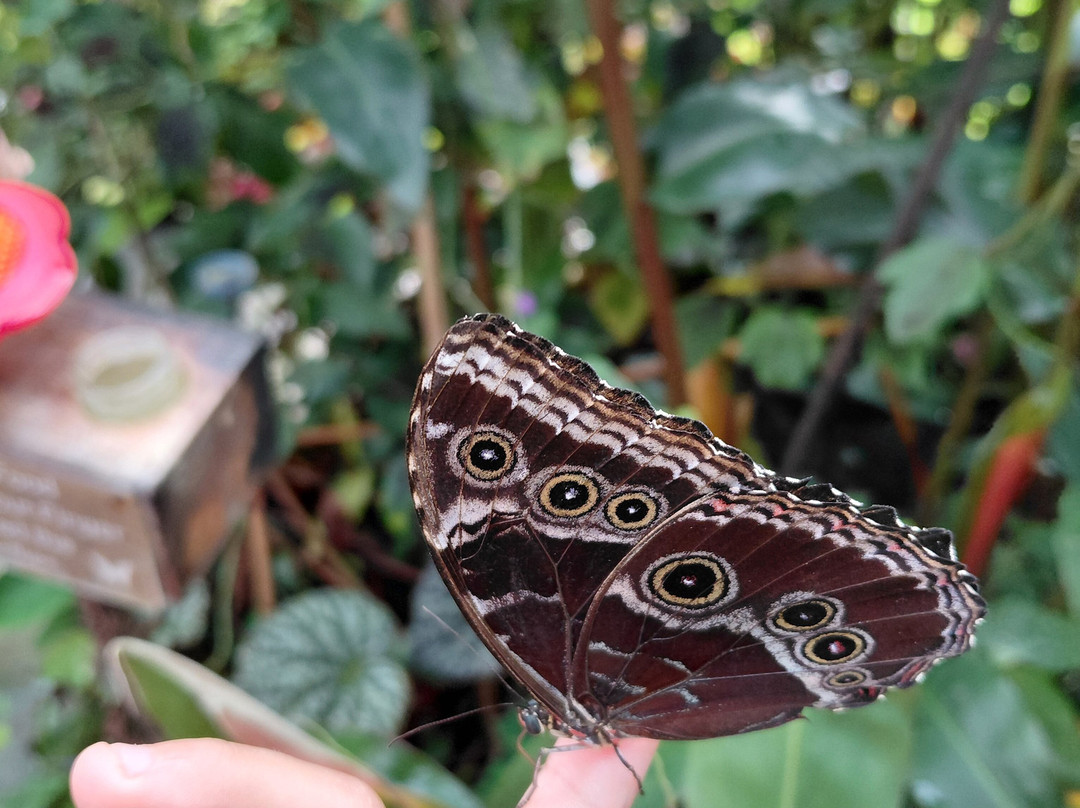 Magic of Life Butterfly House-Cwmbrwyno必去景点