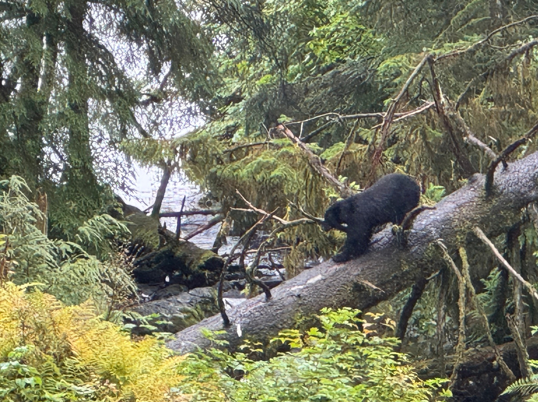 Alaska Rainforest Sanctuary-凯奇坎必去景点