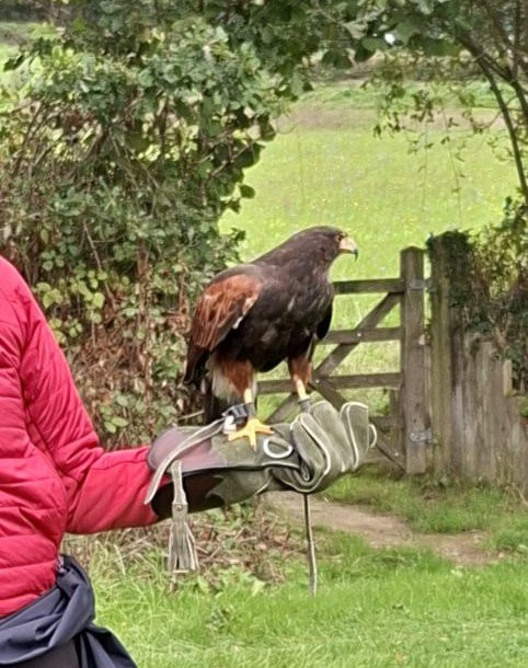North Devon Hawk Walks-South Molton必去景点