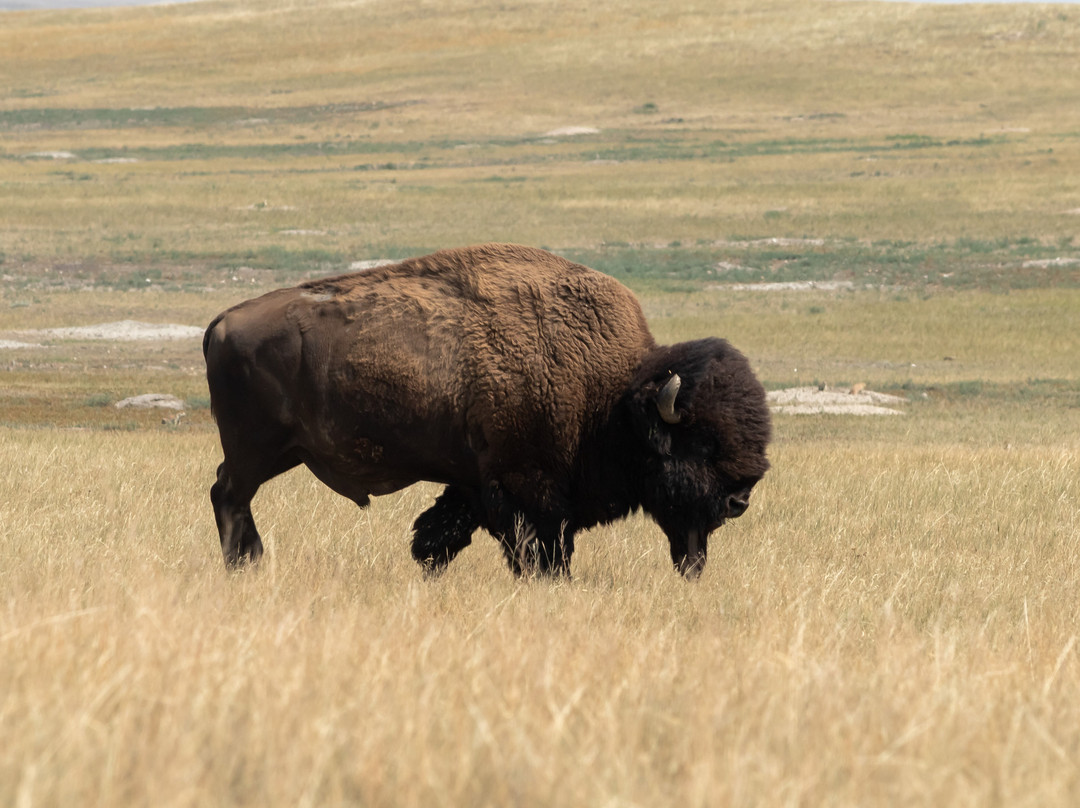 Badlands National Park-拉皮德城必去景点