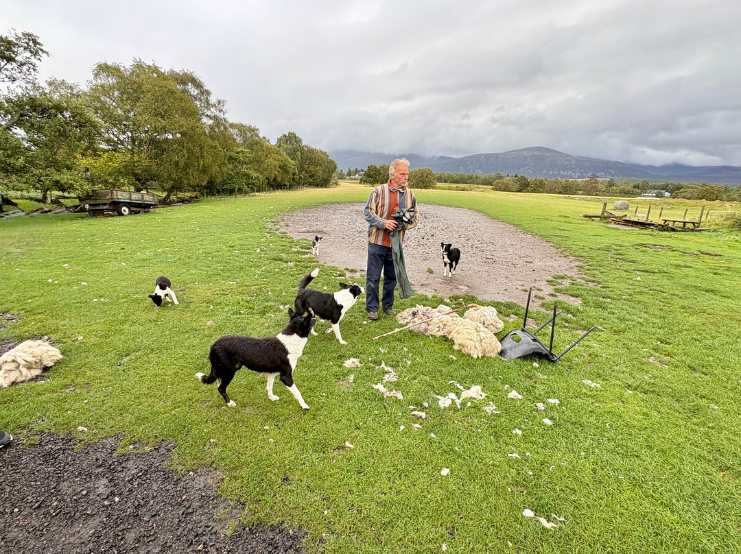 Working Sheepdogs-Kincraig必去景点